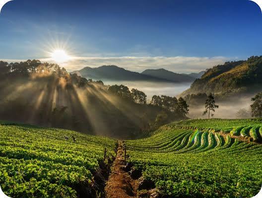 Plantation Crops